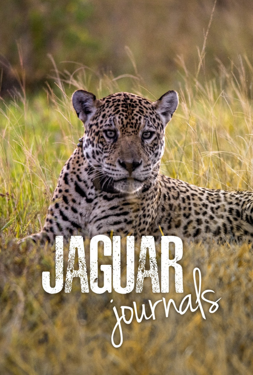 捷豹杂志 第一季 Jaguar Journals